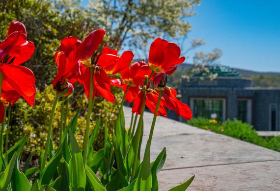 An image of the flowers with the Marist rotunda in the background.